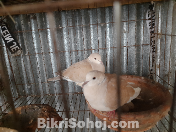 Eurasian Collared Dove 1 pair (new adult)